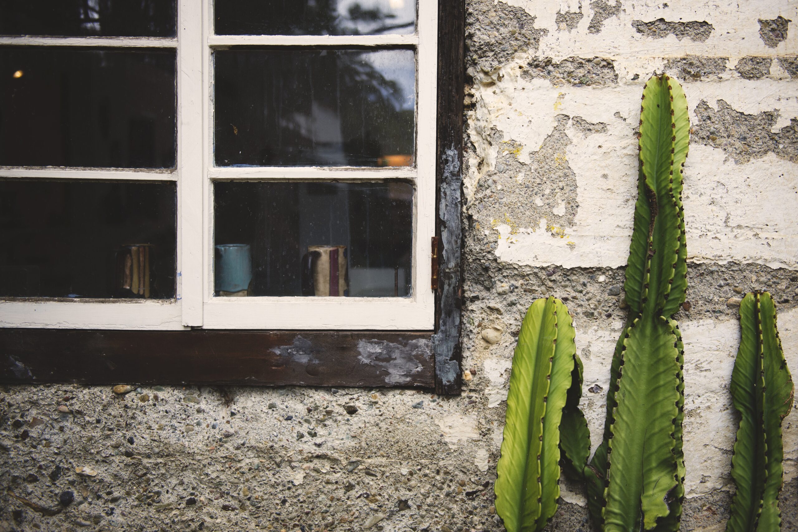 A green cactus grown in front of an old concrete wall near the old windows